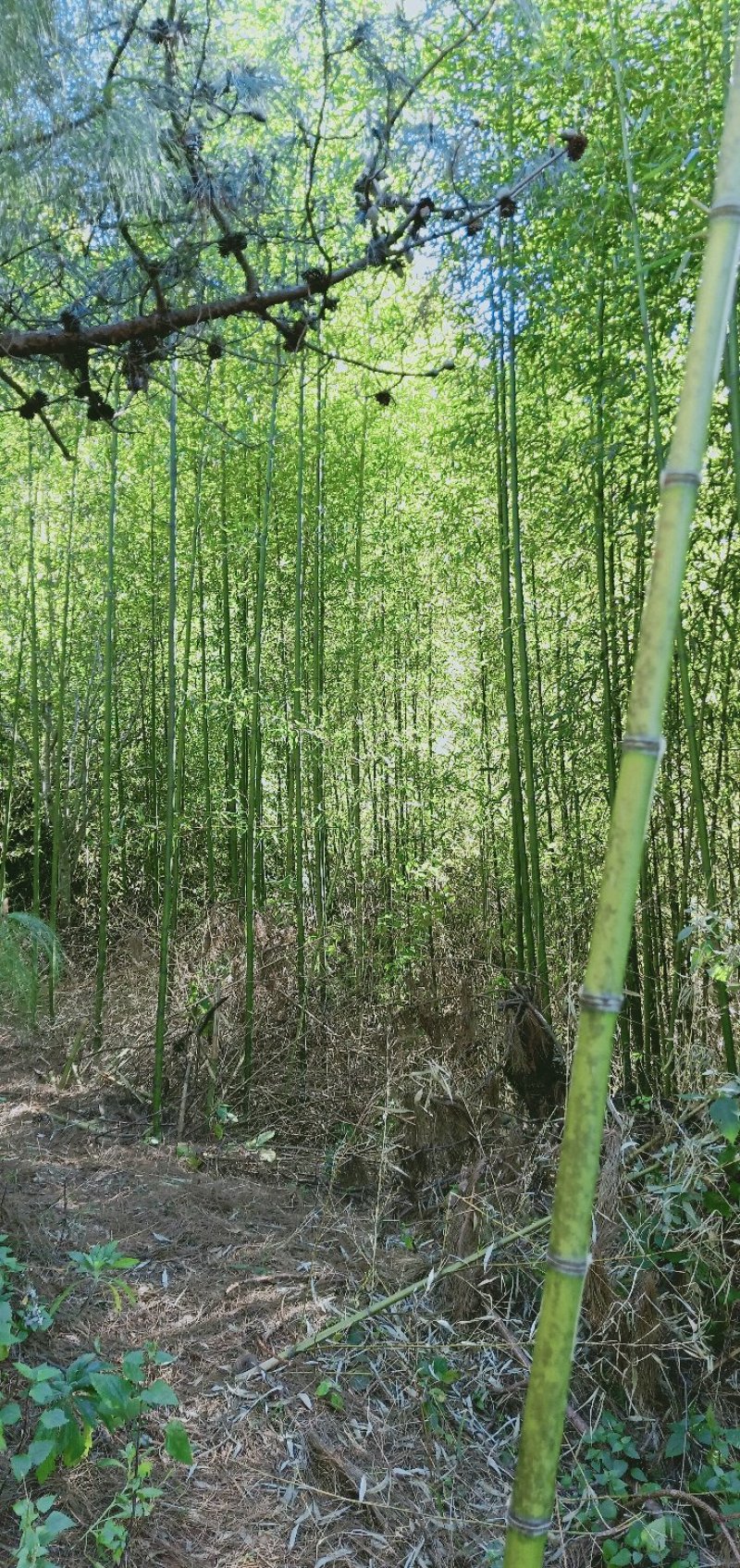 竹子