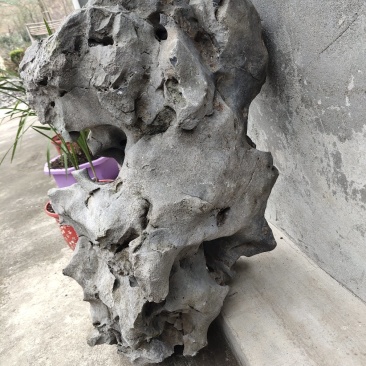 盆景盆花
