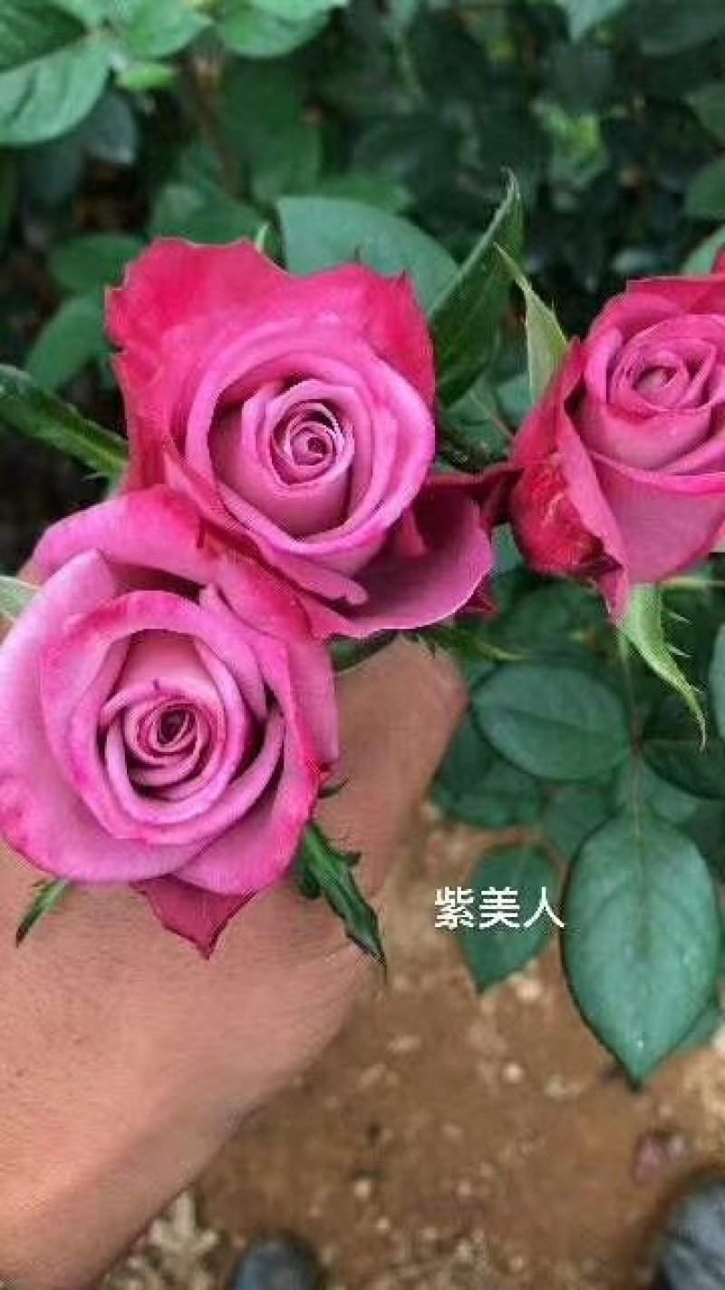云南玫瑰花大苗，20——30公分高，可做盆栽绿化成活率高