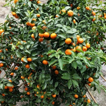 桂林砂糖枯