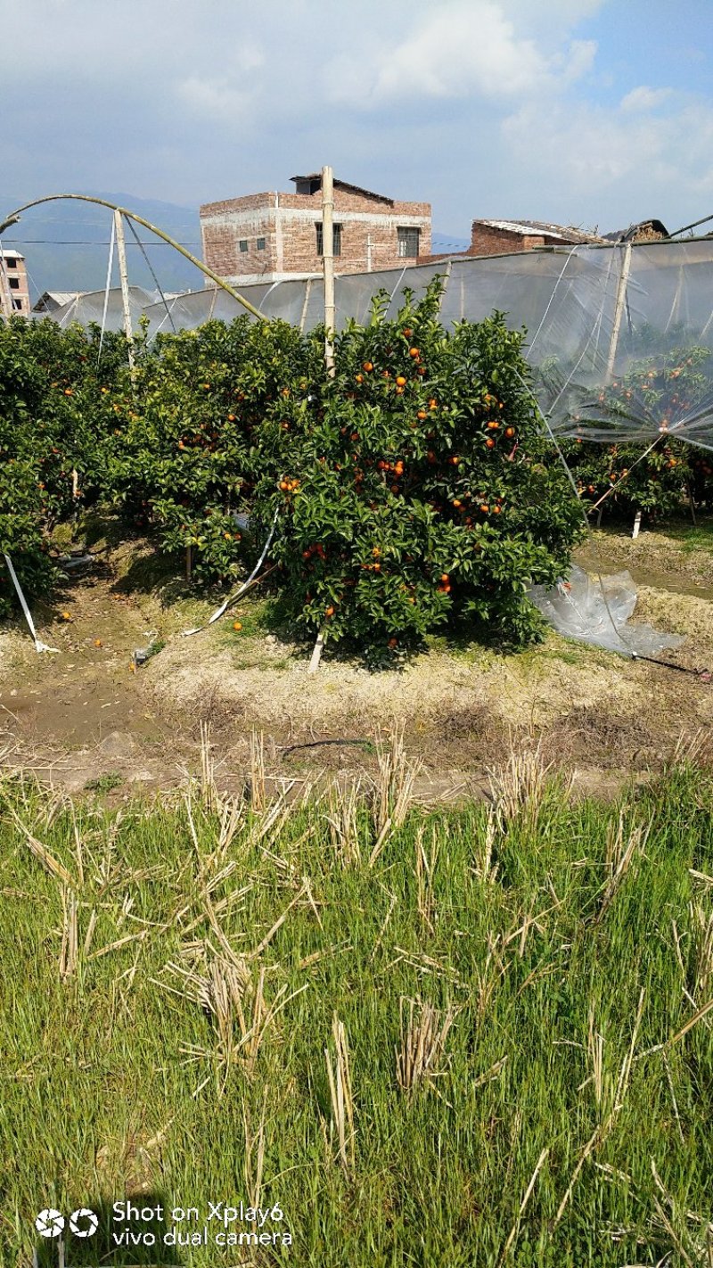 桂林砂糖枯