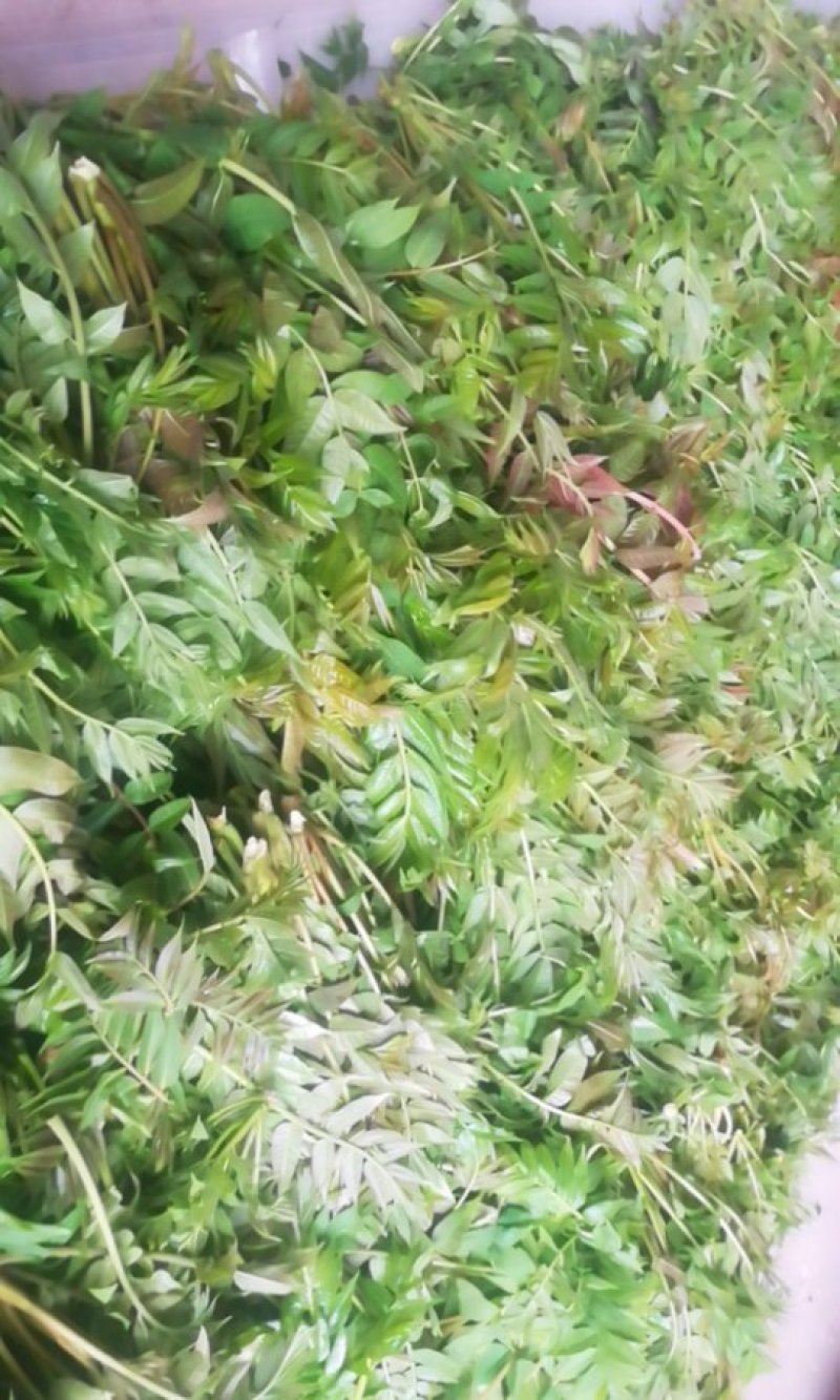 无公害大棚香椿