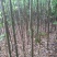 栾树
