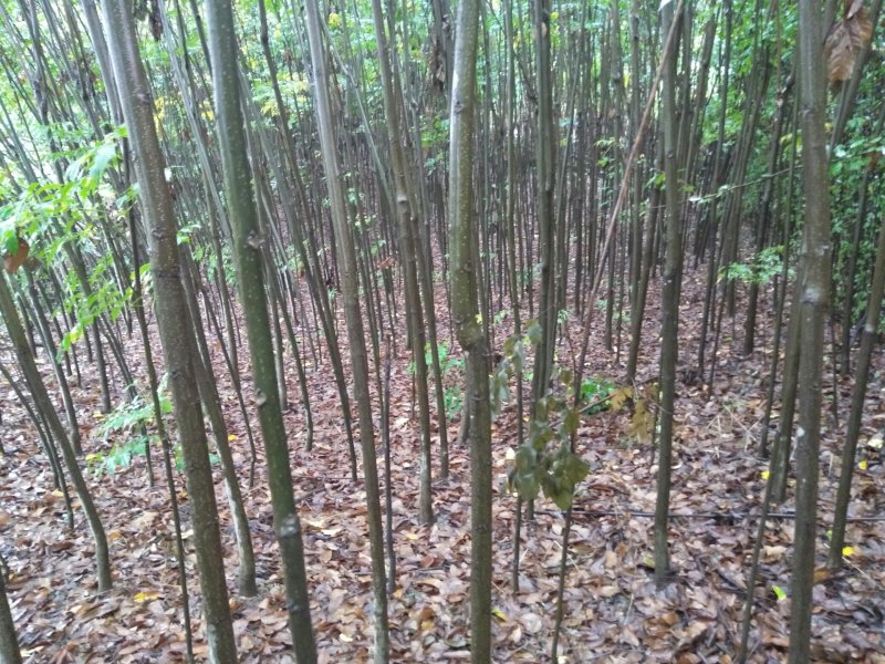 栾树