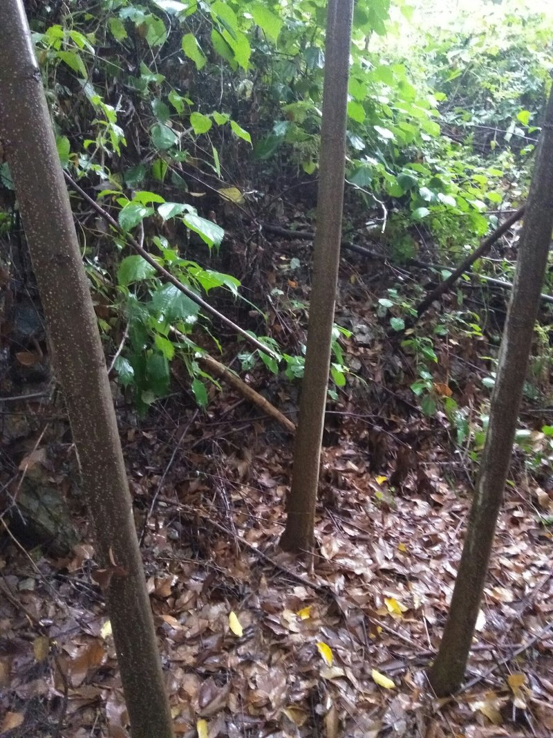 栾树