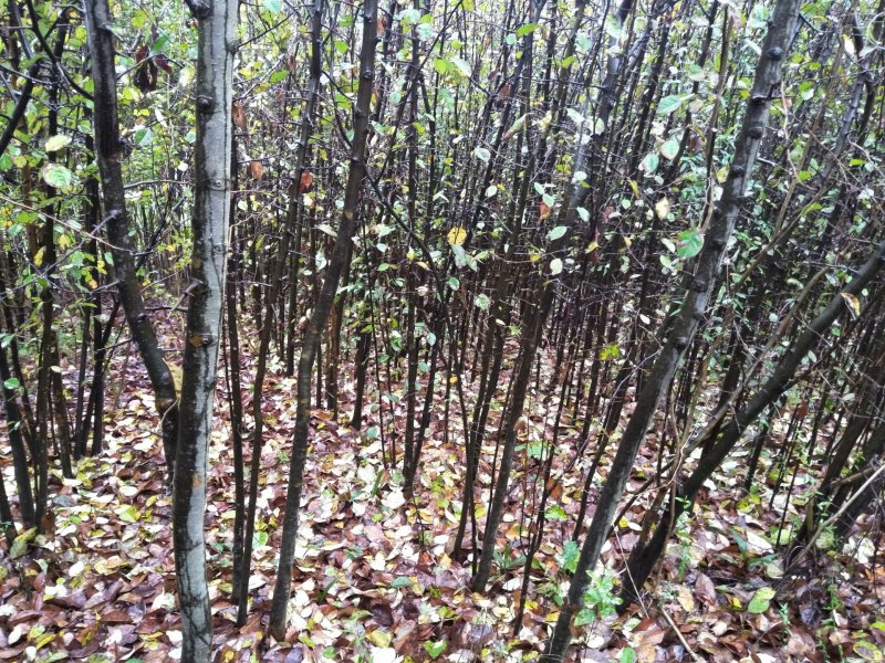 栾树