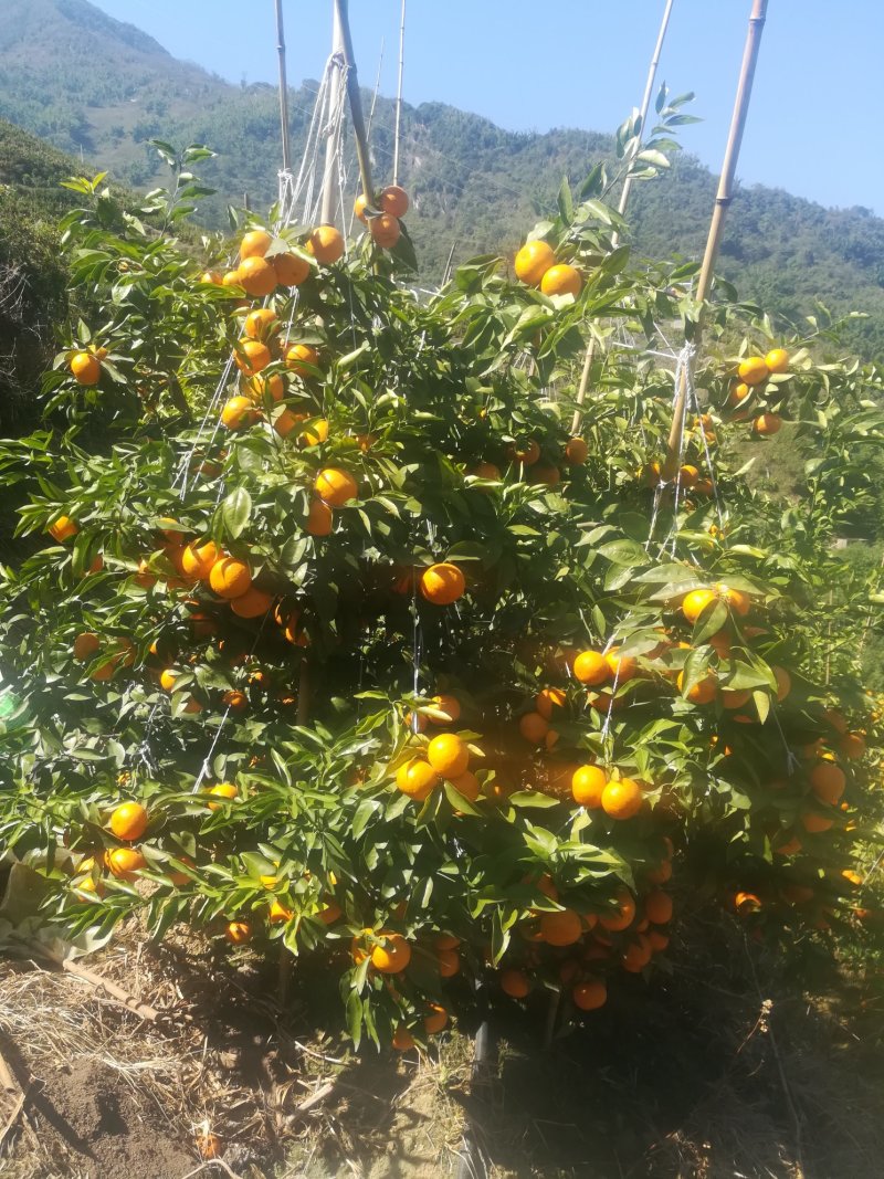 沃柑云南哀牢山沃柑，独特的地理位置，糖度高，味道独特，可