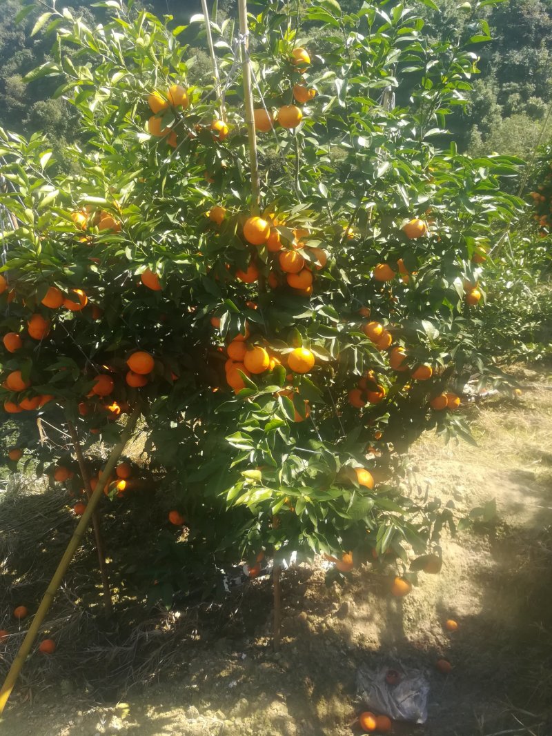 沃柑云南哀牢山沃柑，独特的地理位置，糖度高，味道独特，可