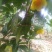 金花茶盛开季节准备结束，烘干300元每斤