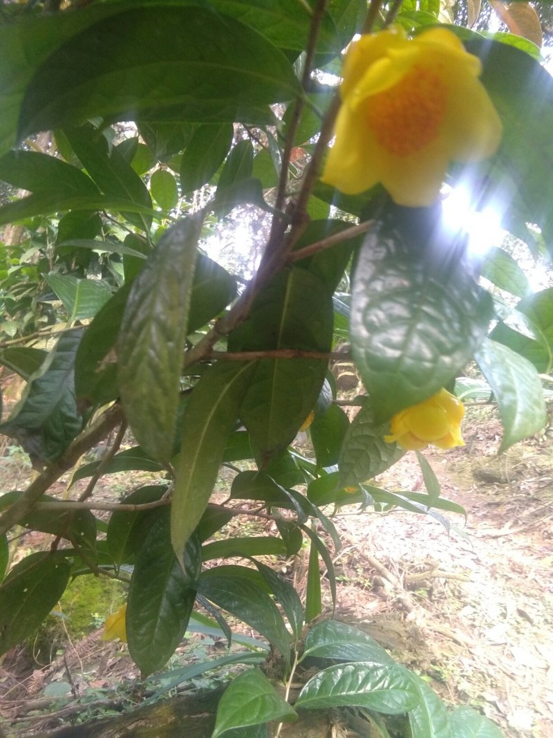 金花茶盛开季节准备结束，烘干300元每斤