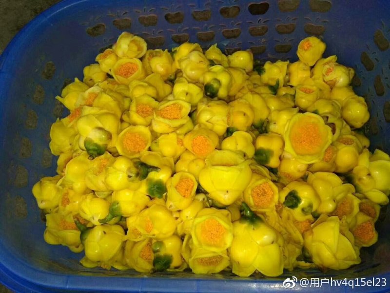 金花茶盛开季节准备结束，烘干300元每斤