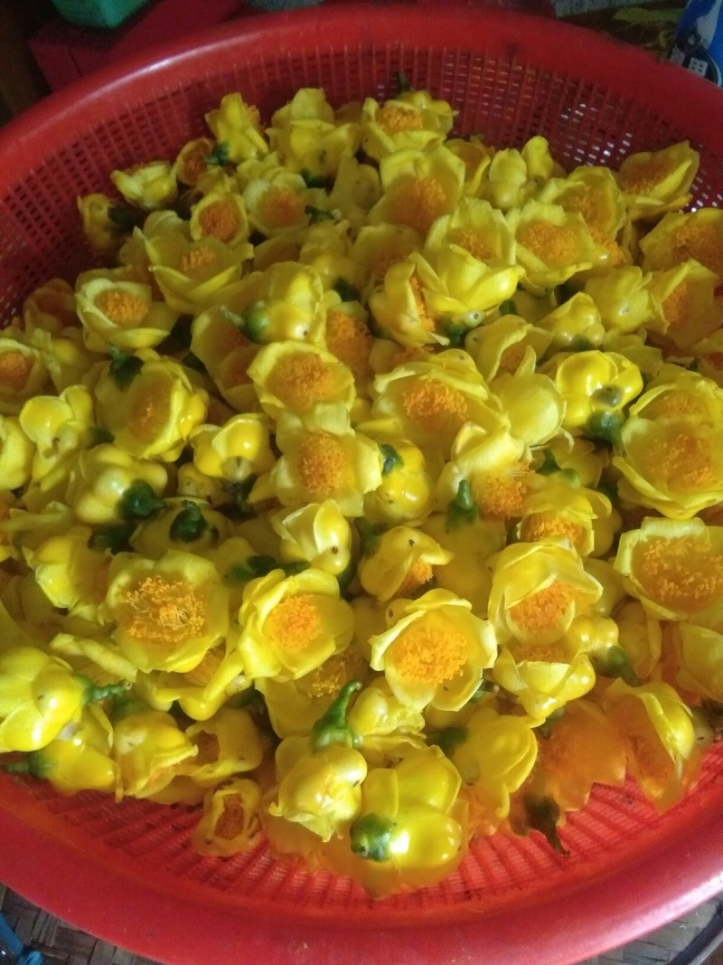 金花茶盛开季节准备结束，烘干300元每斤