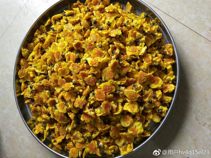 金花茶盛开季节准备结束，烘干300元每斤