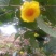 金花茶盛开季节准备结束，烘干300元每斤
