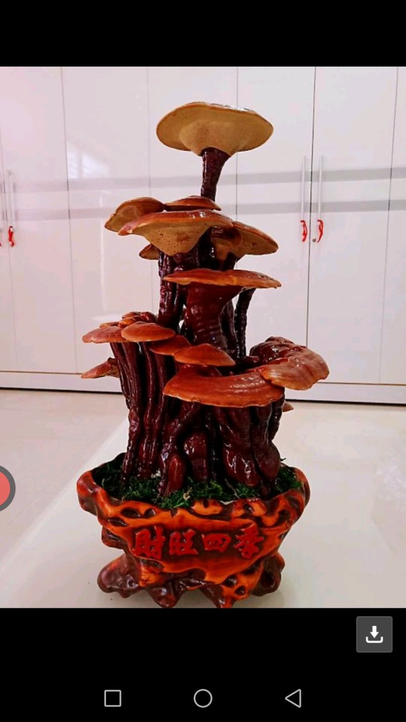 批发孢子粉，灵芝片，灵芝菌棒价格可优惠详谈