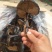 批发孢子粉，灵芝片，灵芝菌棒价格可优惠详谈
