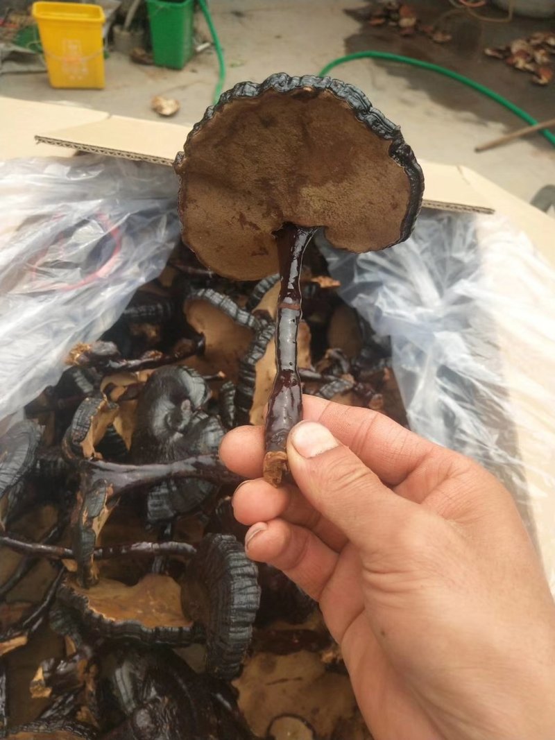 批发孢子粉，灵芝片，灵芝菌棒价格可优惠详谈
