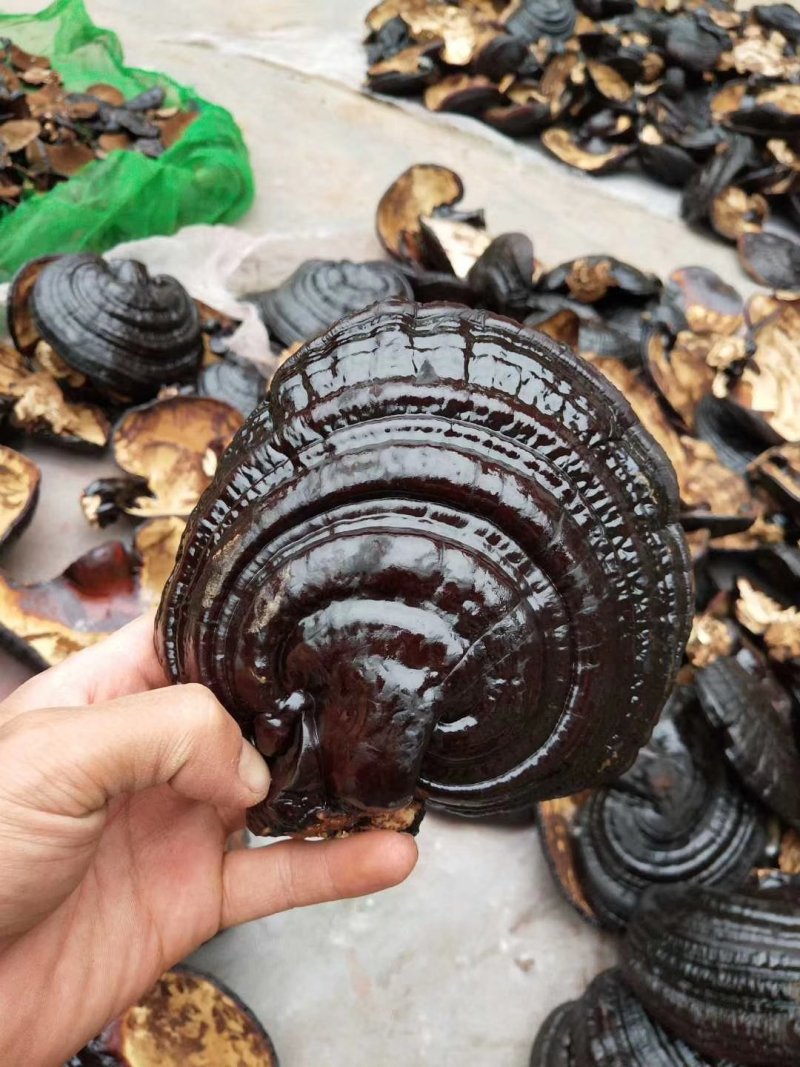 批发孢子粉，灵芝片，灵芝菌棒价格可优惠详谈