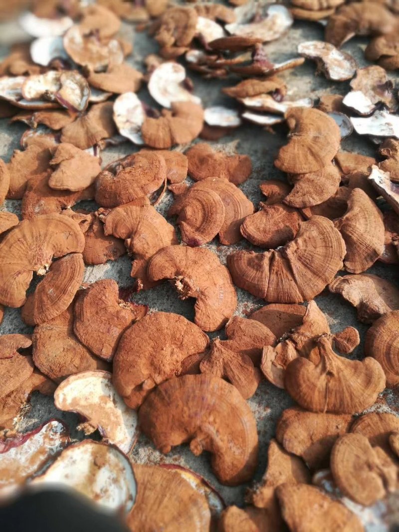 批发孢子粉，灵芝片，灵芝菌棒价格可优惠详谈
