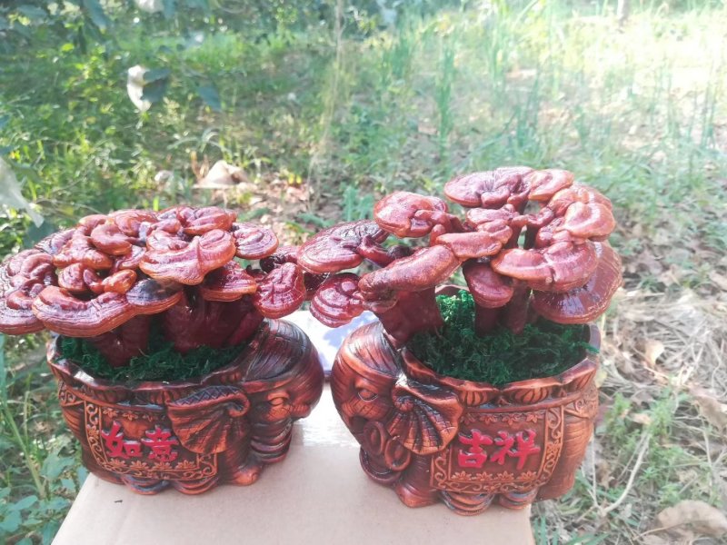 批发孢子粉，灵芝片，灵芝菌棒价格可优惠详谈