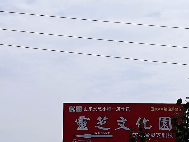 批发孢子粉，灵芝片，灵芝菌棒价格可优惠详谈
