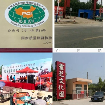 批发孢子粉，灵芝片，灵芝菌棒价格可优惠详谈