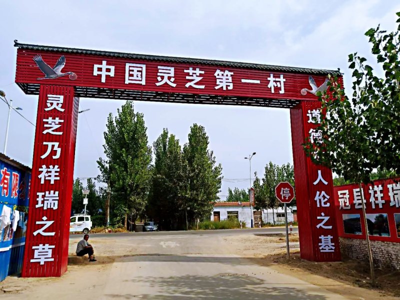 批发孢子粉，灵芝片，灵芝菌棒价格可优惠详谈