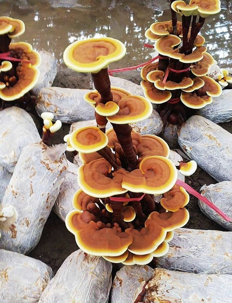 【基地直销假一赔百】灵芝盆景室内盆栽多肉植物食用菌