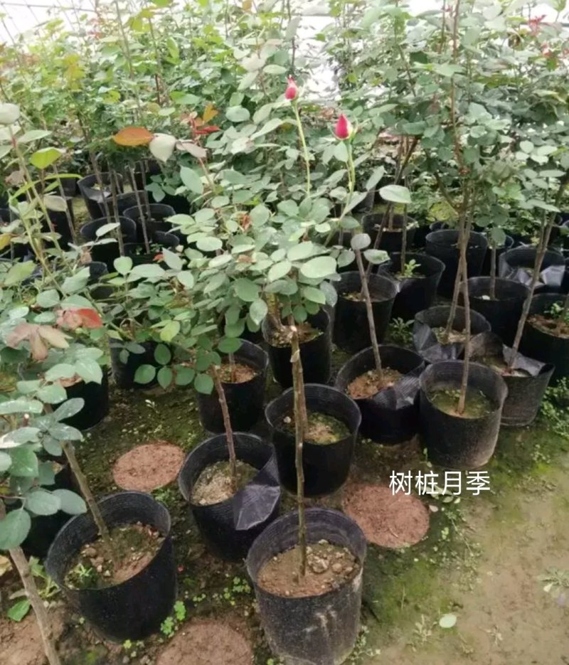 树状月季大小规格齐全自家苗圃价格优惠