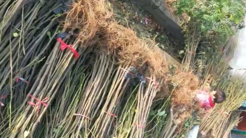 红油香椿树