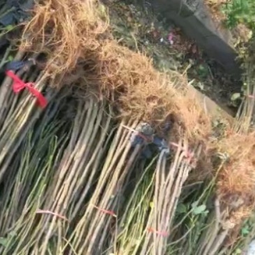 红油香椿树