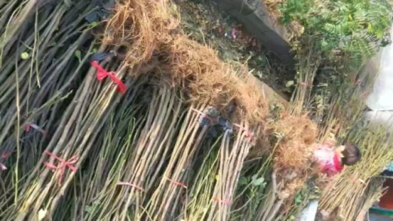 红油香椿树
