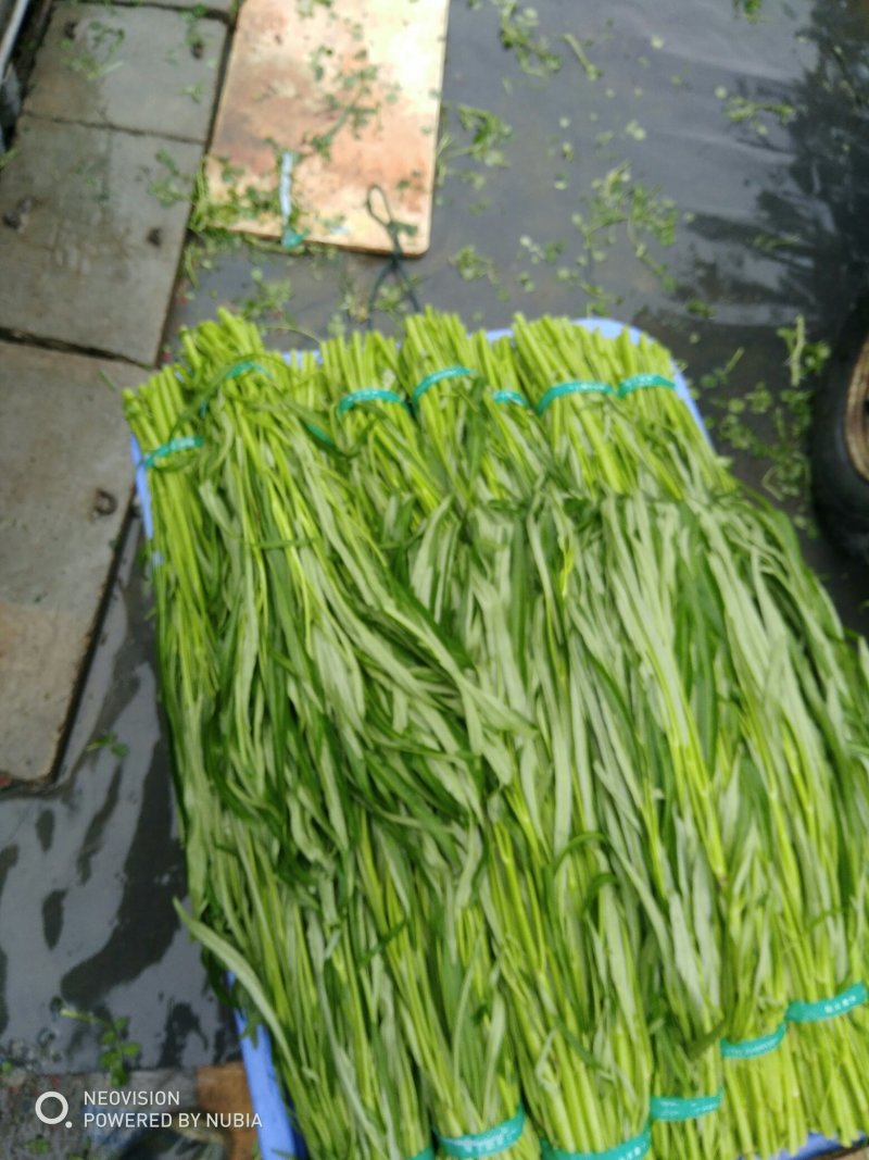 青梗空心菜