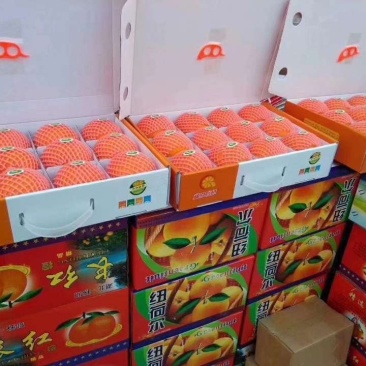 秭归血橙中华红中华红脐橙