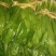 大香菜直销300斤起批