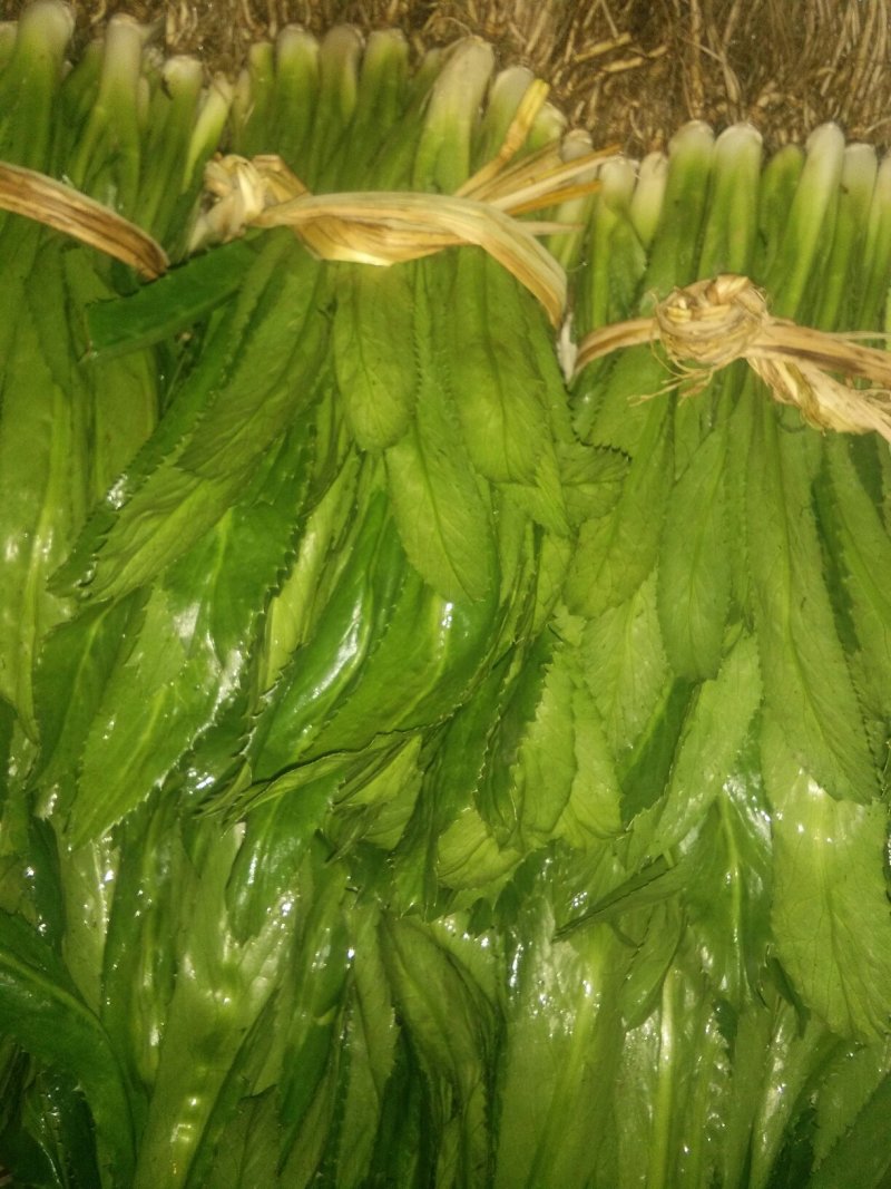 大香菜直销300斤起批