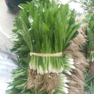 大香菜直销300斤起批