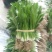 大香菜直销300斤起批
