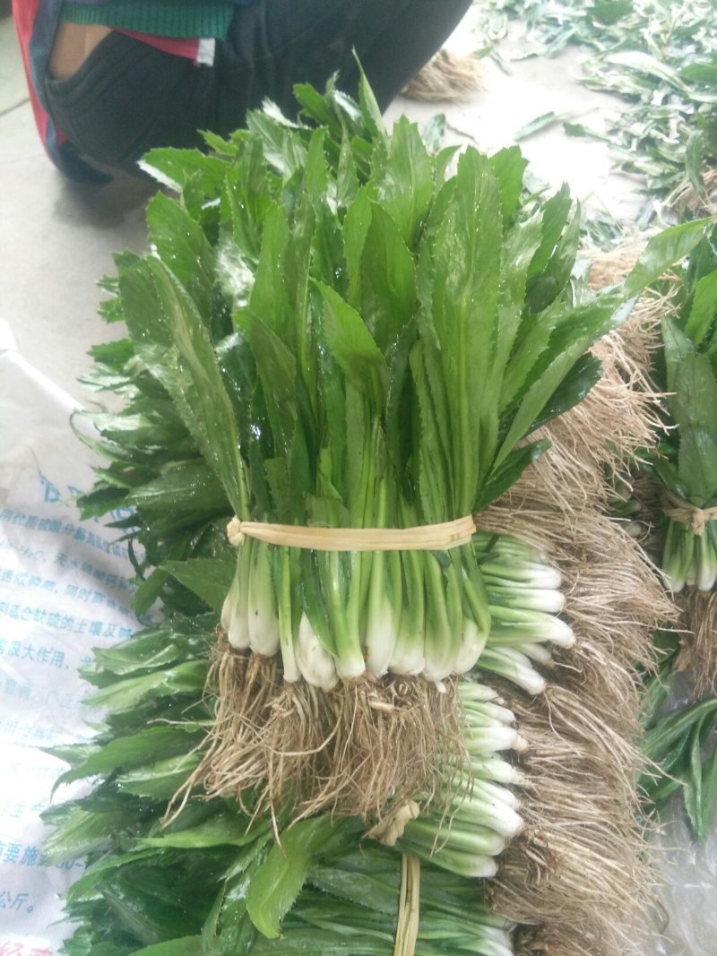 大香菜直销300斤起批