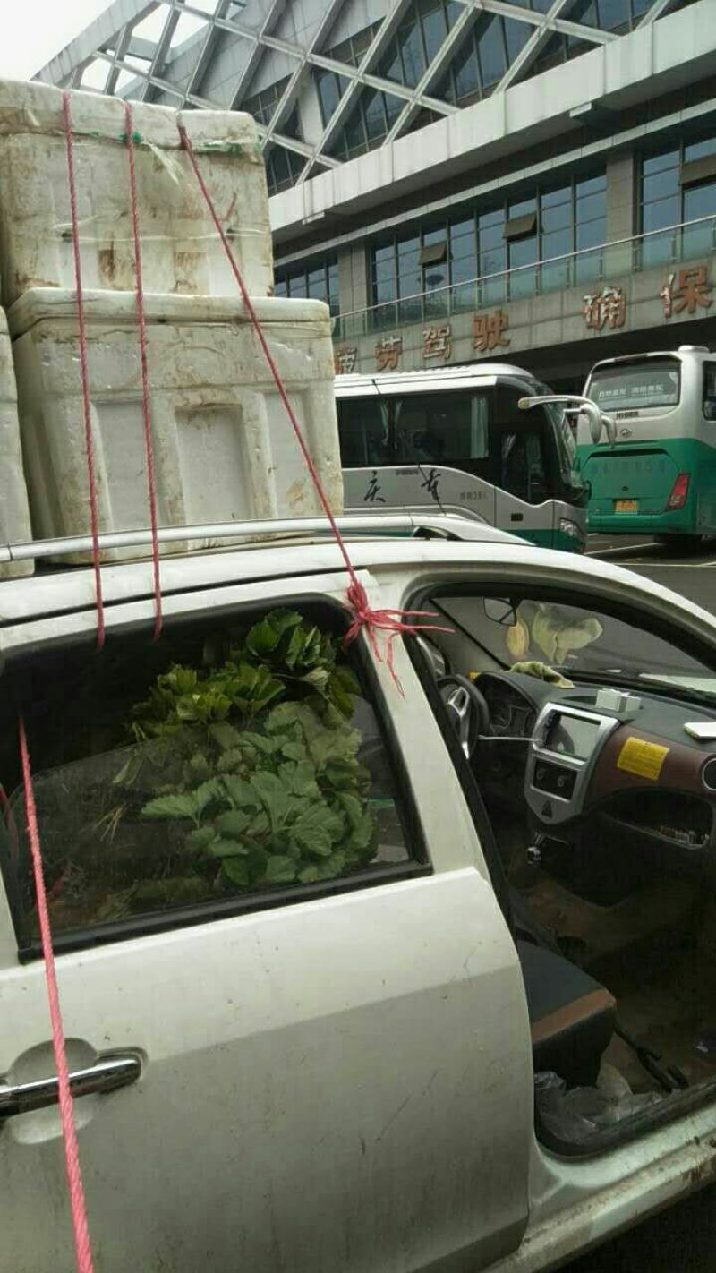 白雪公主草莓苗抗病性强