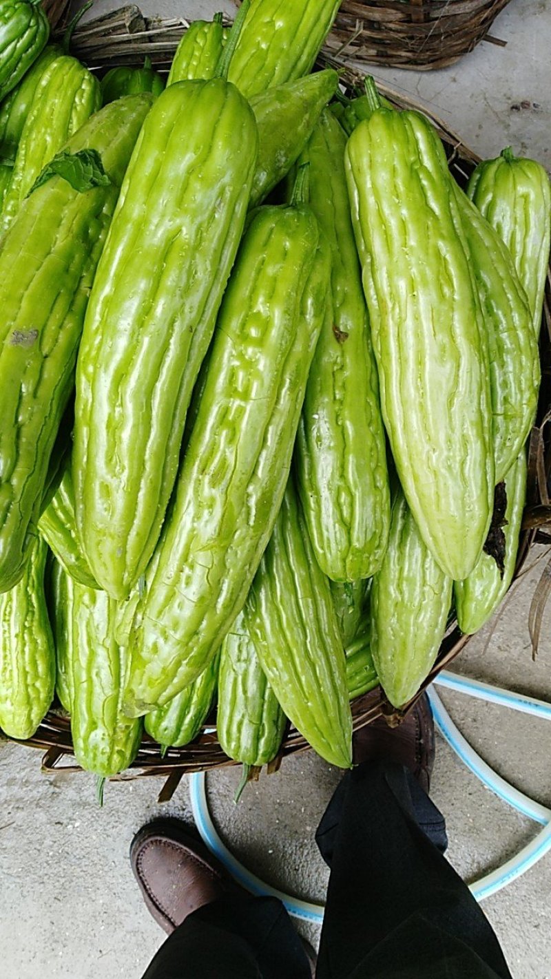 黄瓜，茄子，西兰花，苦瓜。