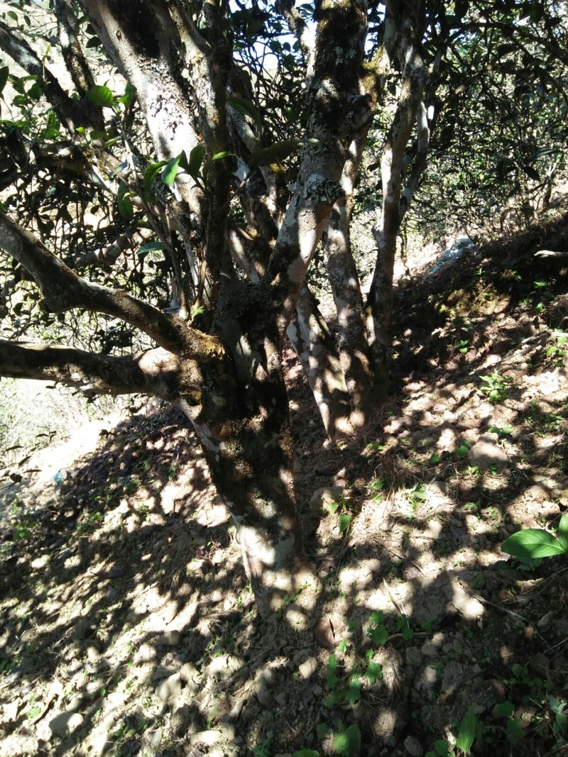 云南生态古树普洱茶，口感回味甘甜，前麻林自然村。