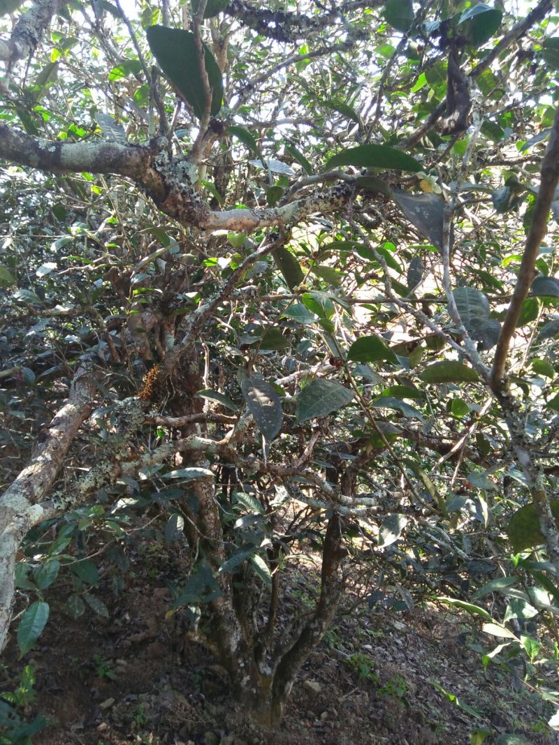 云南生态古树普洱茶，口感回味甘甜，前麻林自然村。