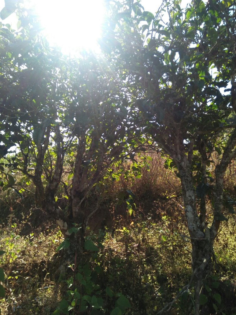 云南生态古树普洱茶，口感回味甘甜，前麻林自然村。