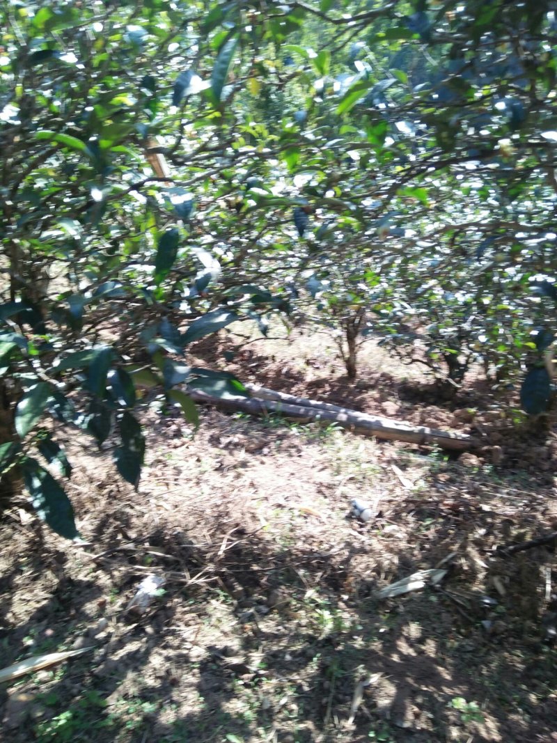 云南生态古树普洱茶，口感回味甘甜，前麻林自然村。