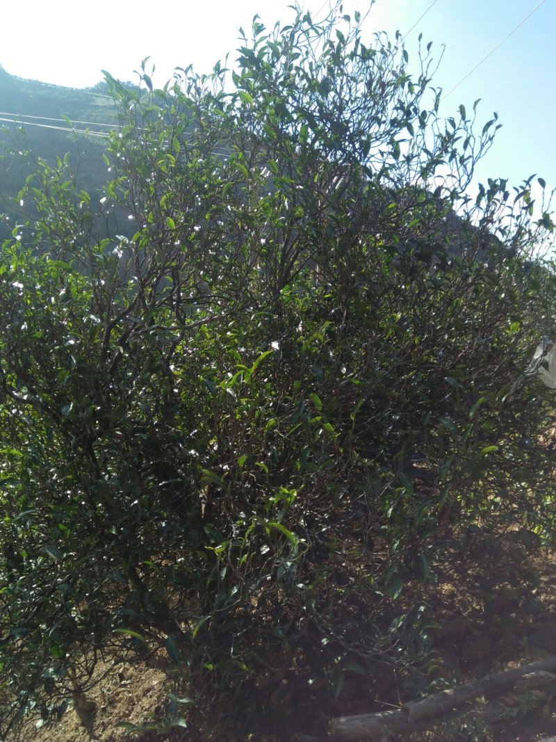 云南生态古树普洱茶，口感回味甘甜，前麻林自然村。