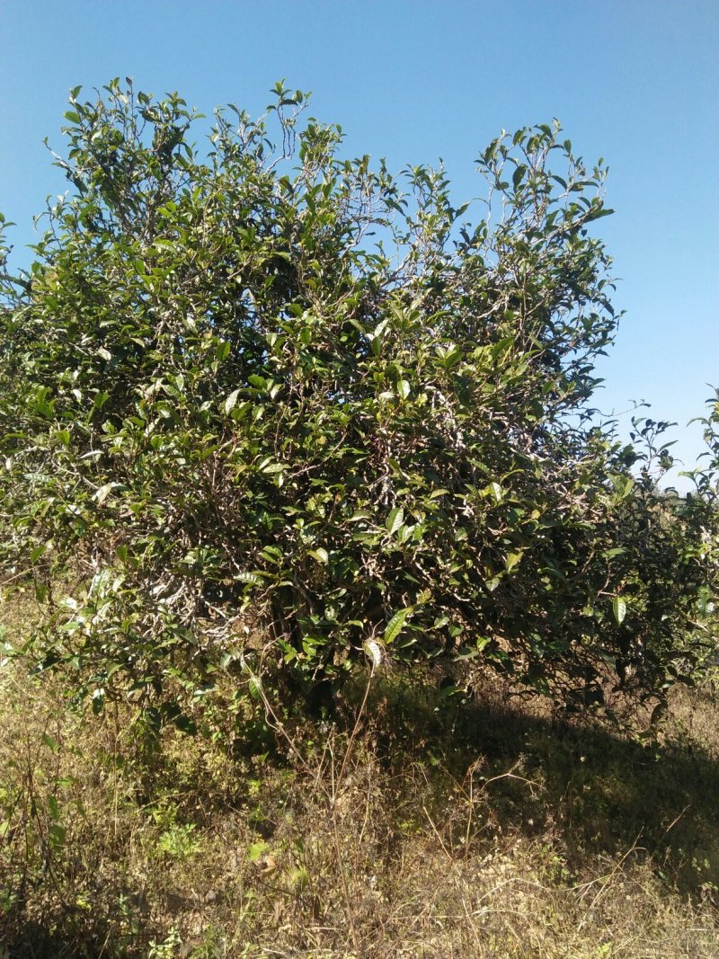 云南生态古树普洱茶，口感回味甘甜，前麻林自然村。