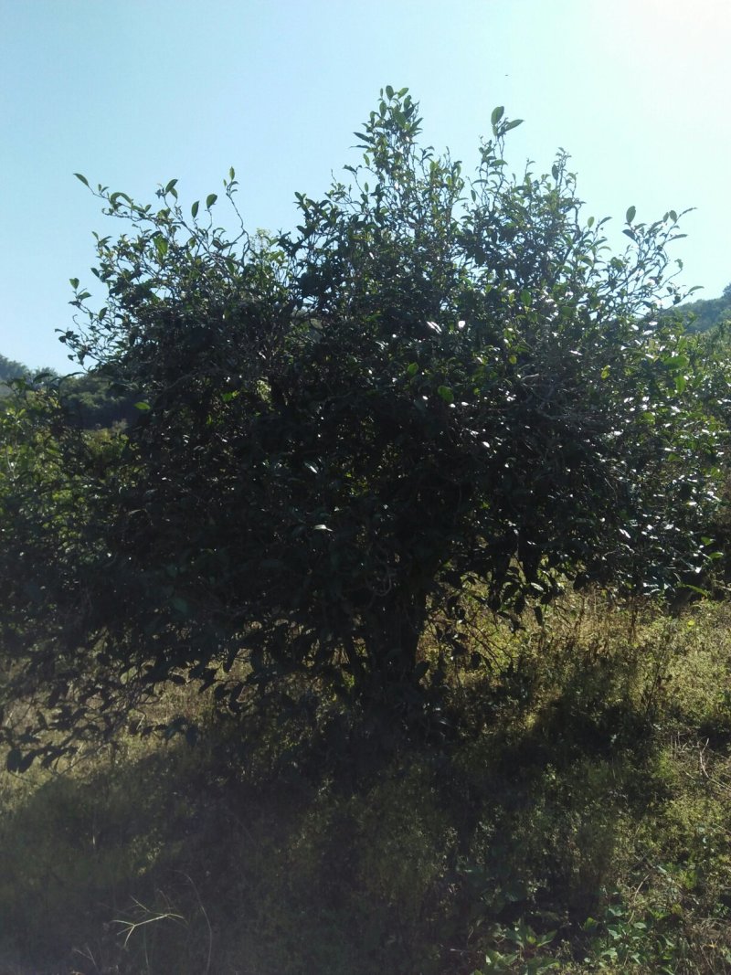 云南生态古树普洱茶，口感回味甘甜，前麻林自然村。