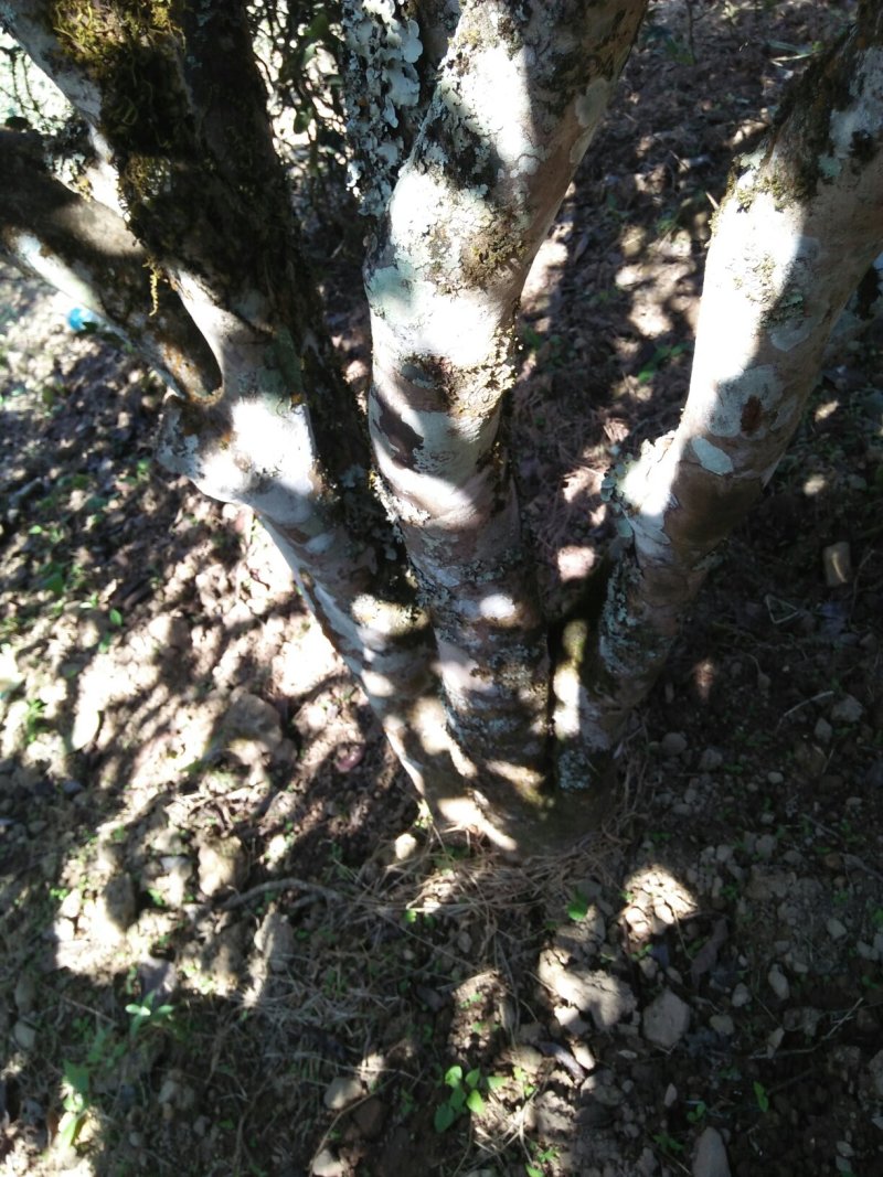 云南生态古树普洱茶，口感回味甘甜，前麻林自然村。