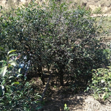 云南生态古树普洱茶，口感回味甘甜，前麻林自然村。